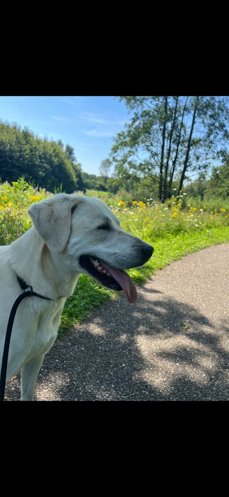 betrouwbare opvang aangeboden voor uw hond, Particuliere oppas