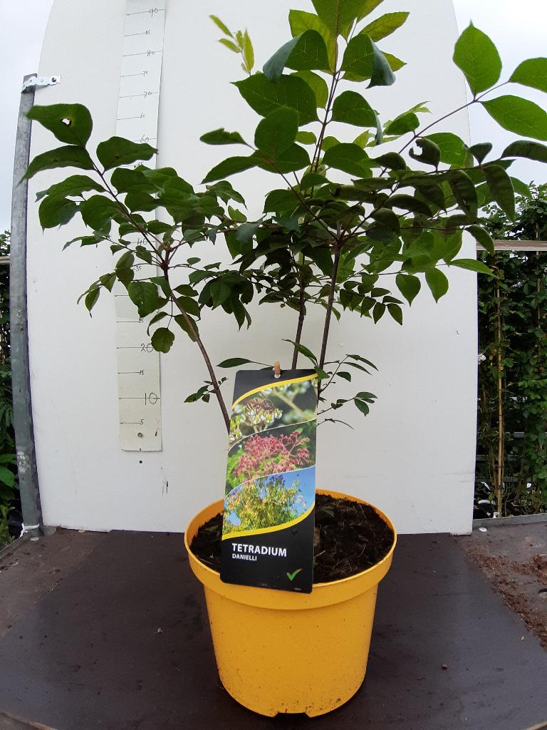 Bijenboom,  Tetradium daniellii, Overige soorten, 100 tot 250 cm, Zomer, Ophalen