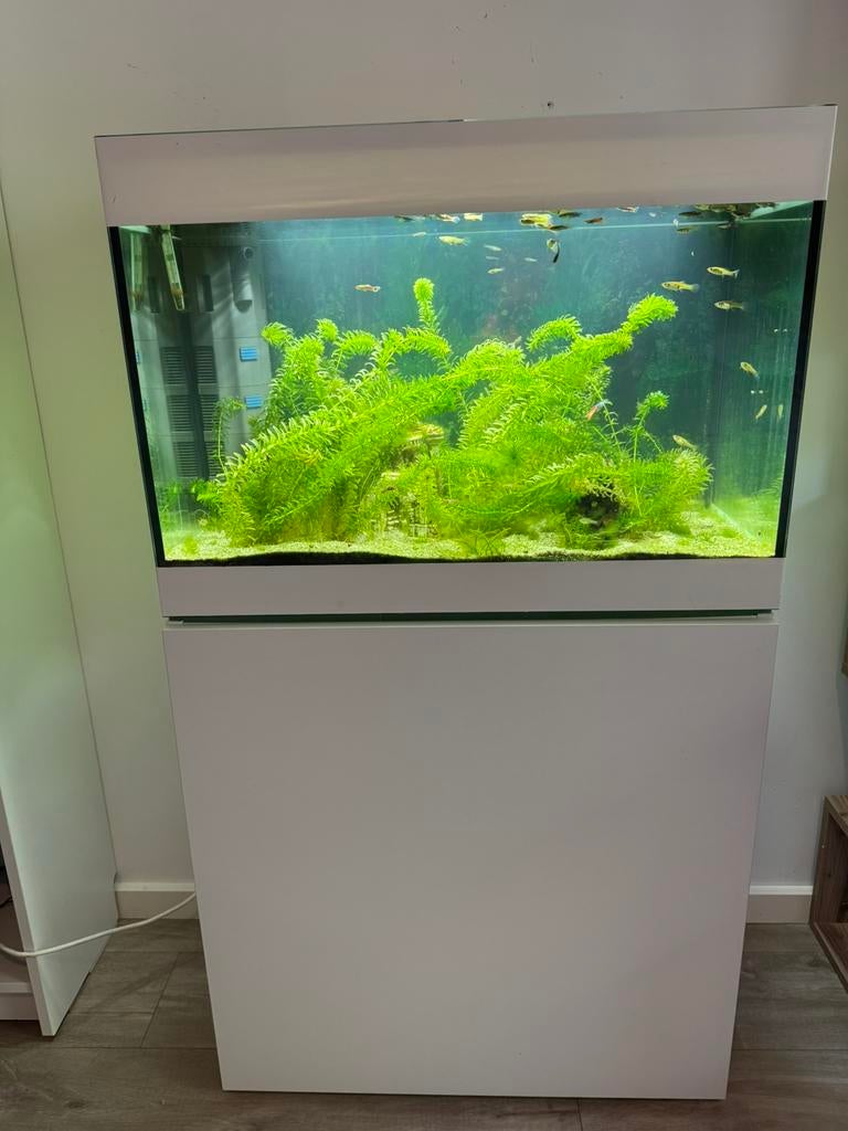 Aquarium Oase Styleline 125 met witte kast, Ophalen, Gebruikt, Oase, Leeg aquarium