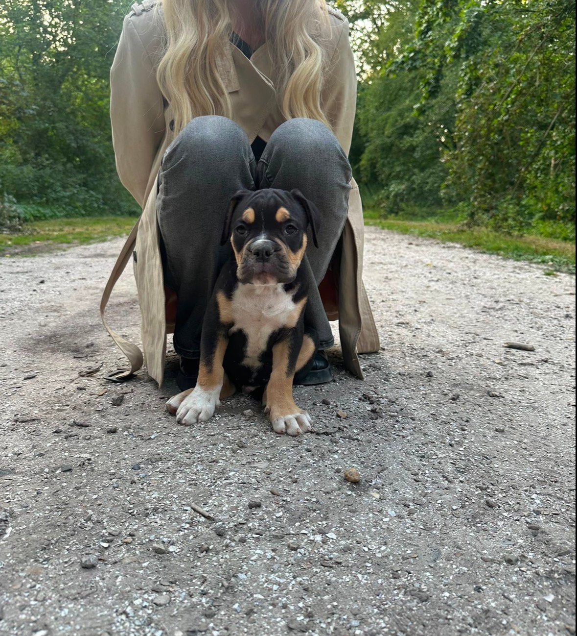 Old english Bulldogs, Reu, 8 tot 15 weken, Parvo, Bulldog