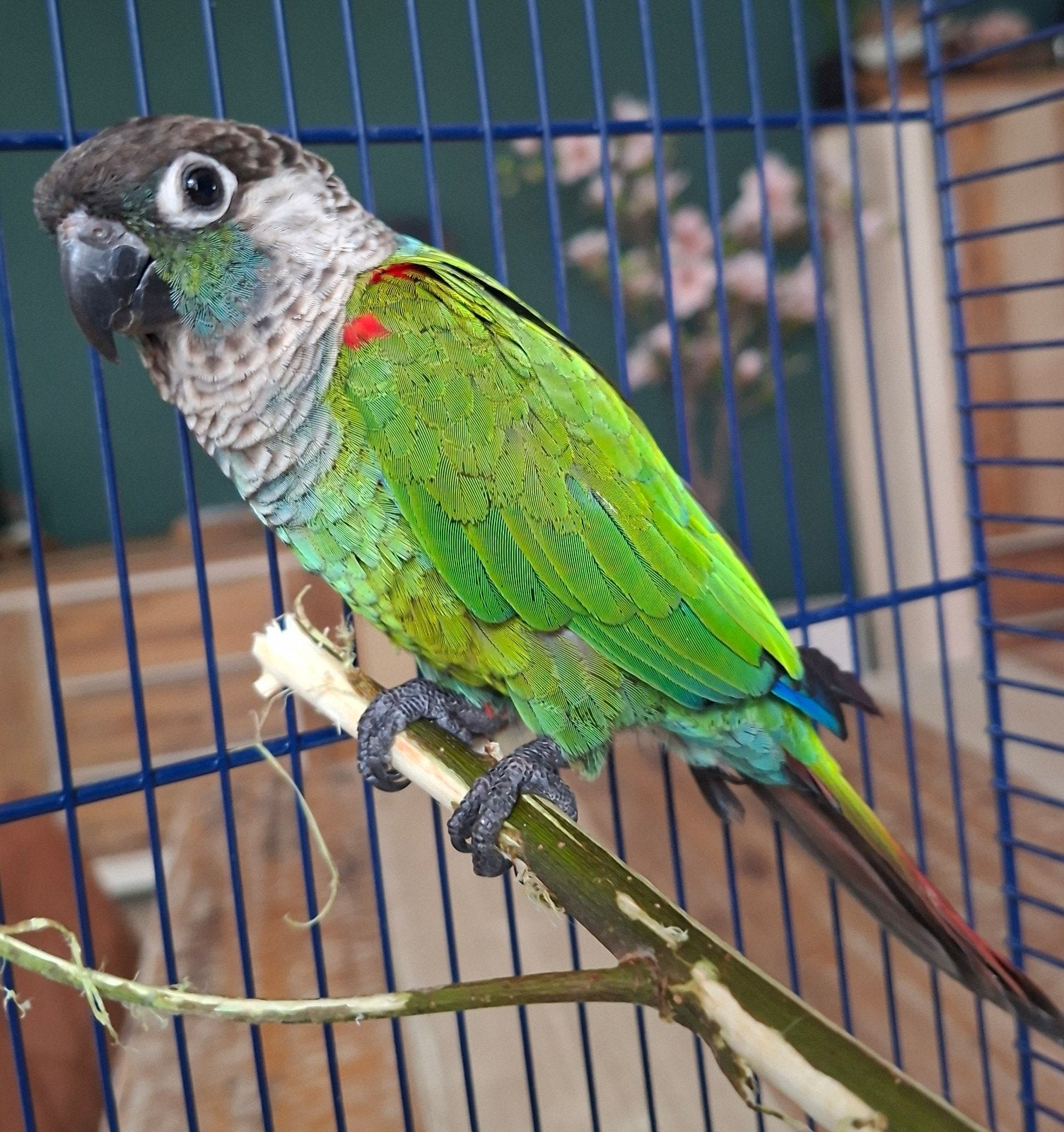 pyrrhura lepida, Vrouwelijk, Tropenvogel