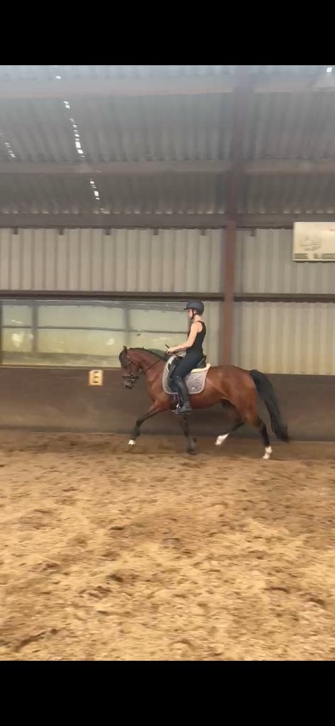Superchique 3 jarige sportpony - zeer braaf met rijden, Dieren en Toebehoren, Pony's, Merrie, Zadelmak, D pony (1.37m tot 1.48m)