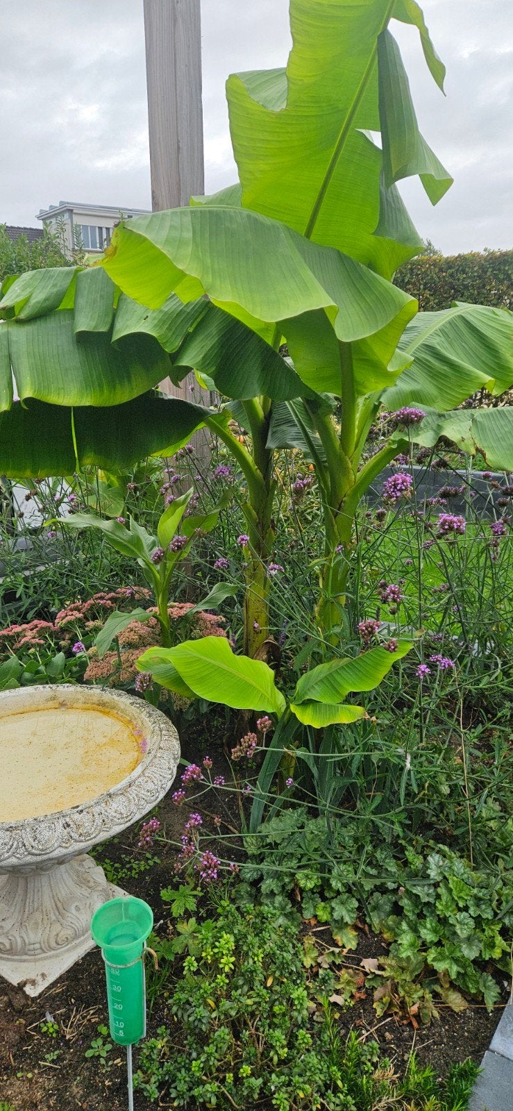 Te koop Bananen stekken, Ophalen, Overige soorten, Volle zon