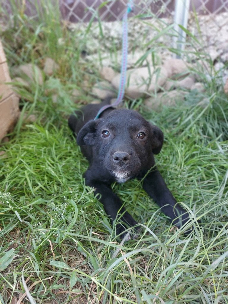 PUP BILLIE, Klein formaat, vriendelijk, reutje, zoekt thuis, Dieren en Toebehoren, Particulier, 15 weken tot 1 jaar, Reu, Buitenland