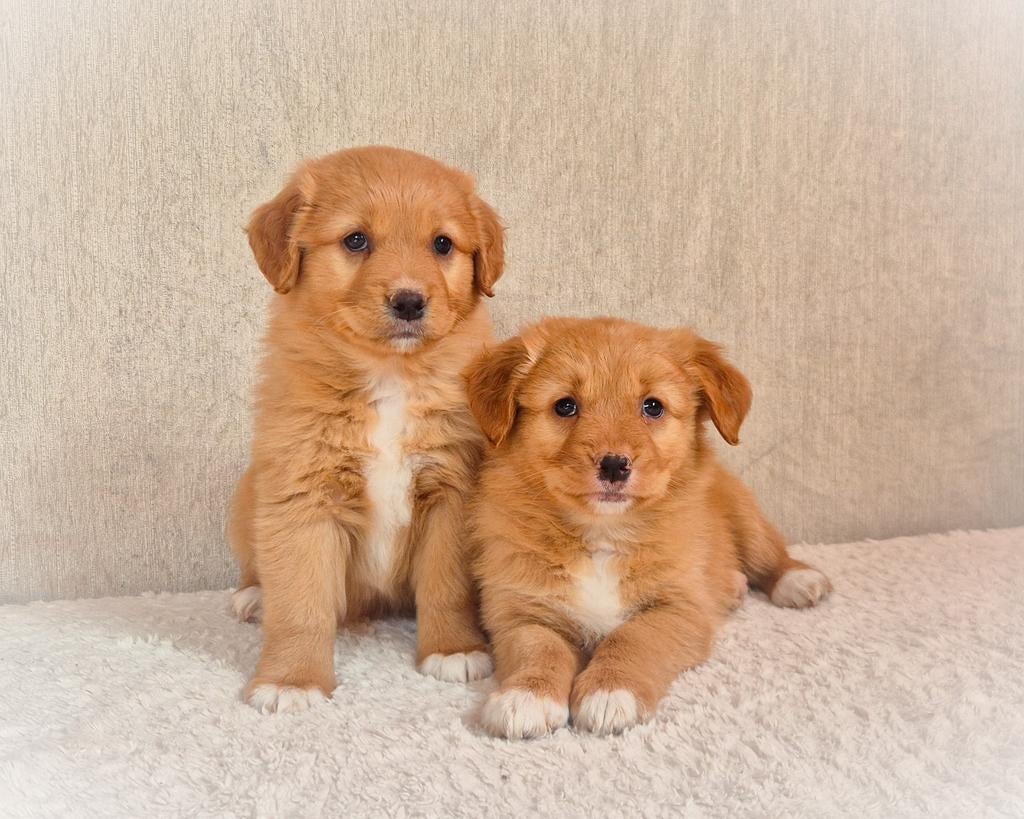 Schattige, enthousiaste raszuivere Toller pups!, Dieren en Toebehoren, Honden | Retrievers, Spaniëls en Waterhonden, Parvo, Overige rassen