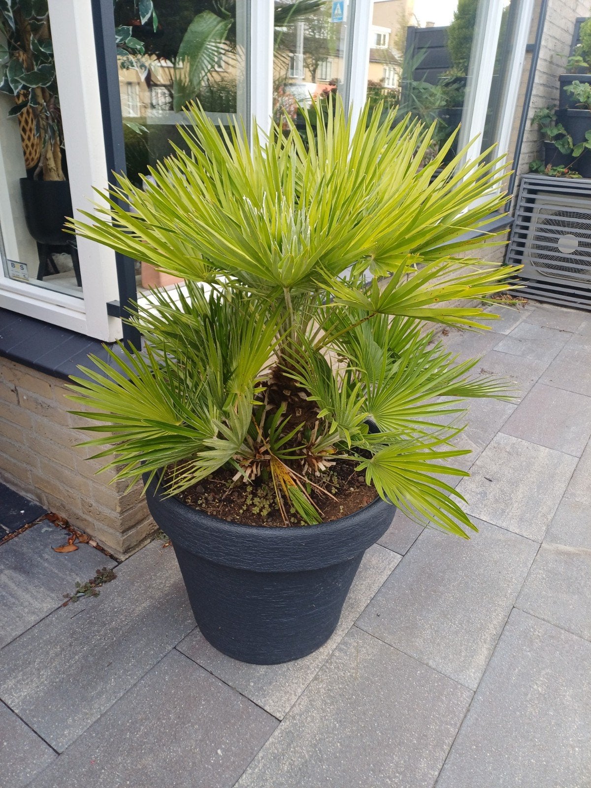 mooie dwergpalm incl pot.. zeker 1 meter hoog, Bloeit niet, Overige soorten, 100 tot 250 cm, Ophalen