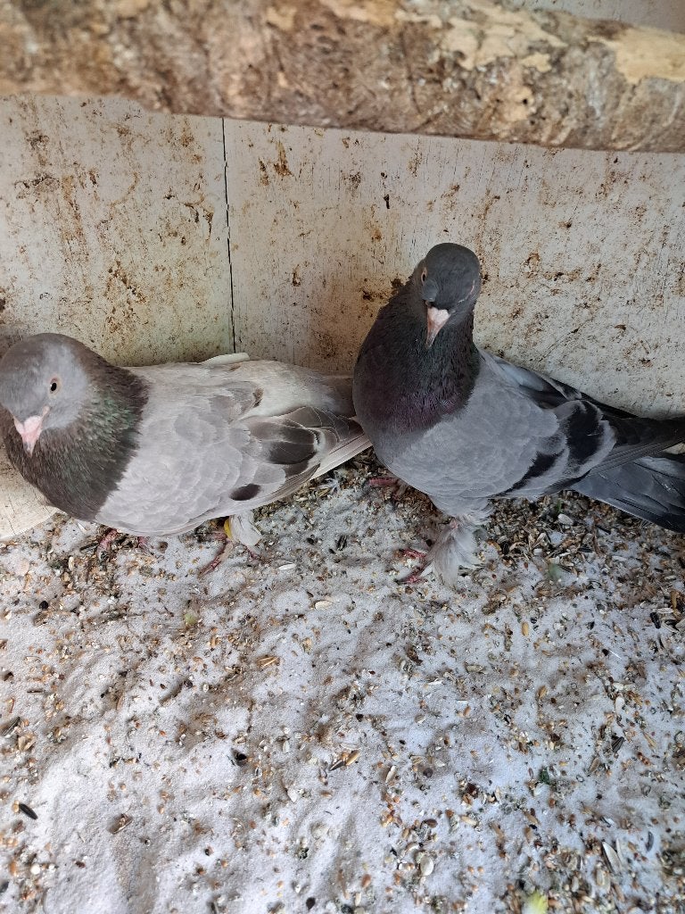 Takla duiven, Dieren en Toebehoren, Meerdere dieren, Overige soorten