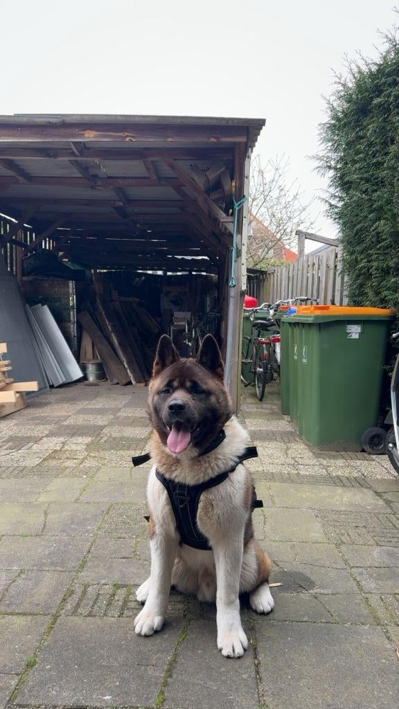 Amerikaanse Akita met stamboom zoekt ervaren nieuw thuis!!!, 15 weken tot 1 jaar, Reu, Eén hond, Nederland