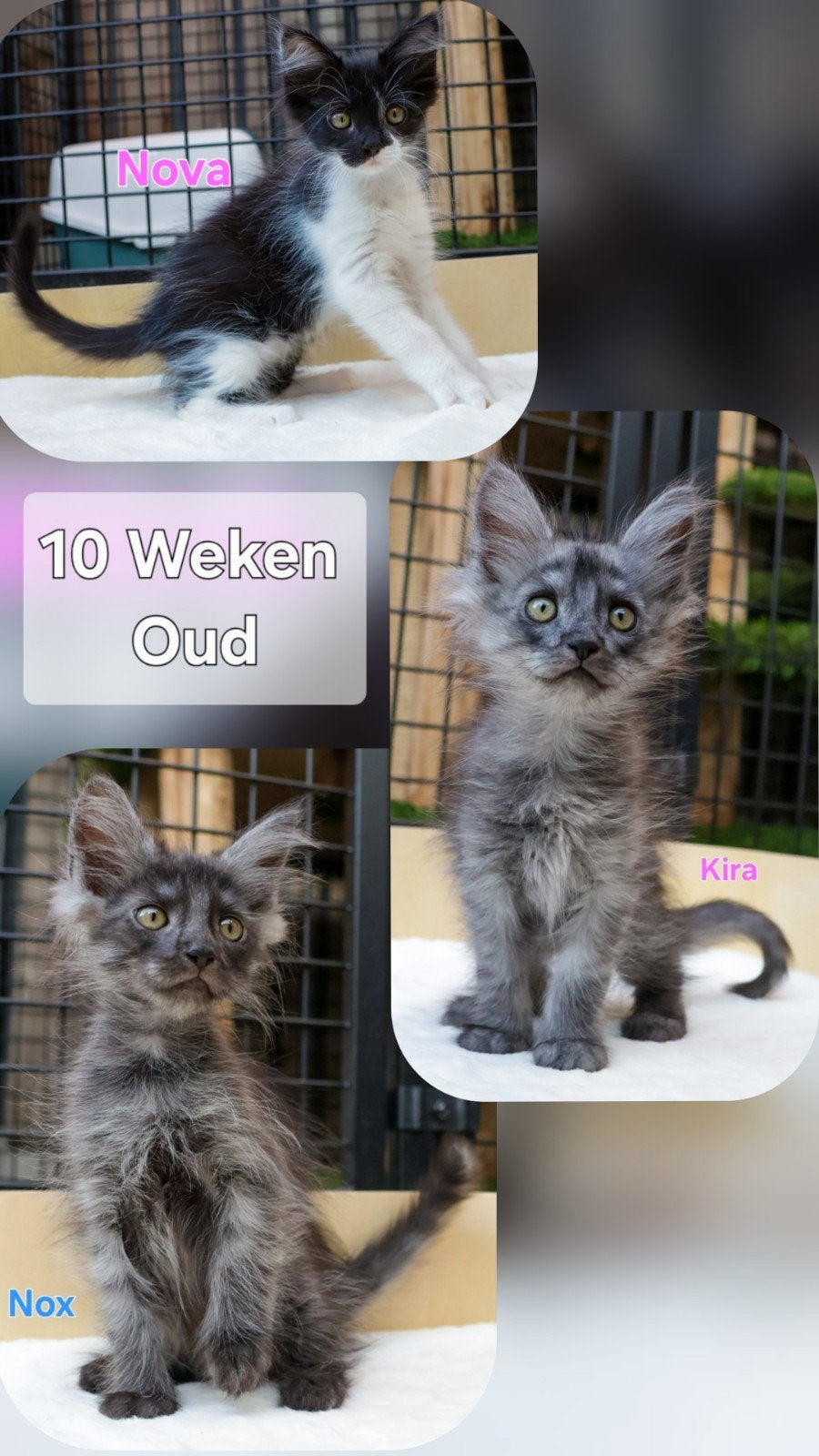 Prachtige Maine Coon x American Ringtail kittens (Zeldzaam!), Meerdere dieren, Ontwormd, 0 tot 2 jaar