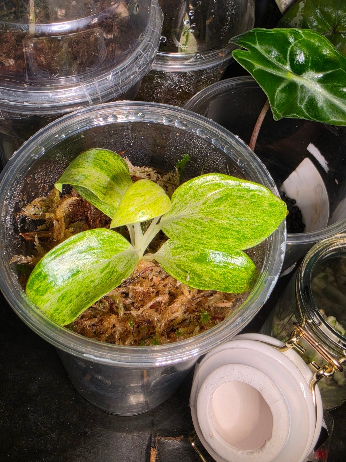 Philodendron Giganteum Blizzard, Ophalen of Verzenden, Halfschaduw, Minder dan 100 cm