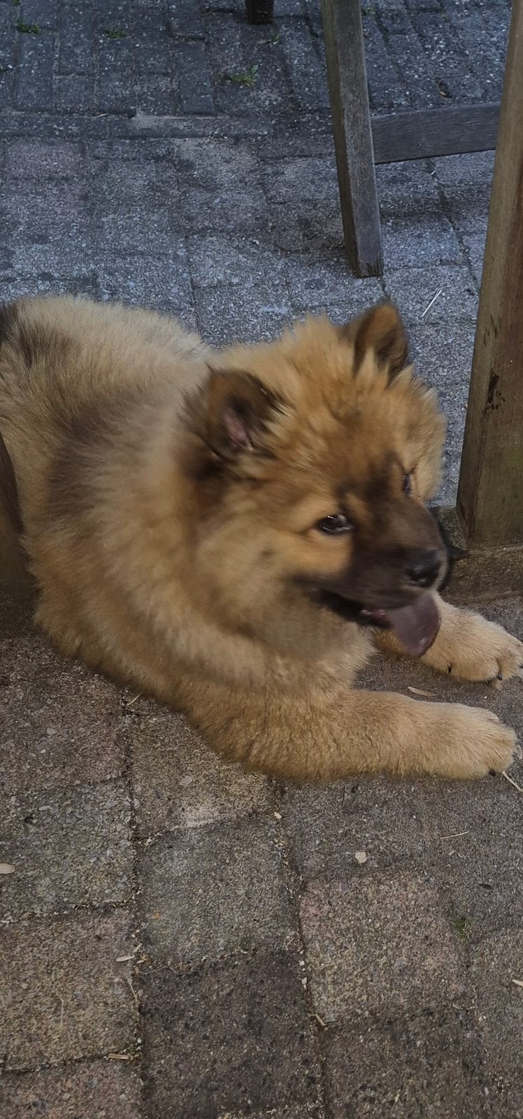 Chow chow met allepapieren en stamboom, Dieren en Toebehoren, Overige rassen, 8 tot 15 weken, Teef, Eén hond