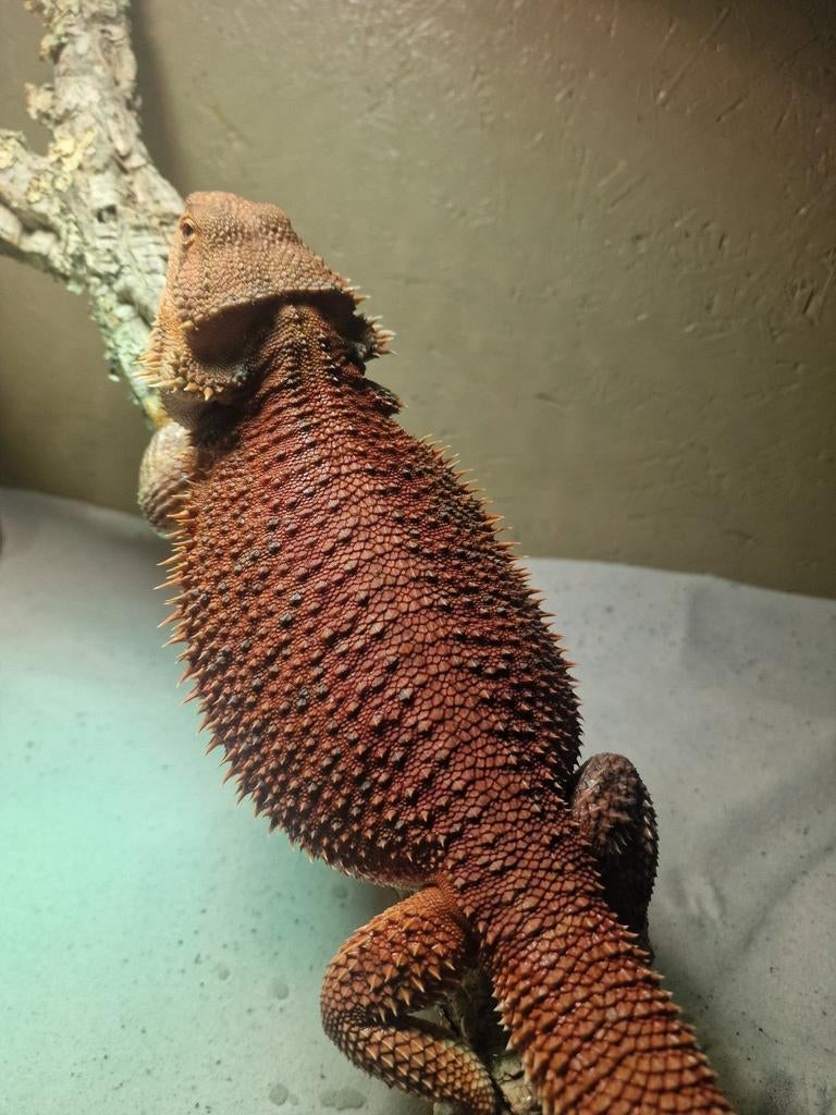 Te koop: Baardagaam vrouw 50% Red Monster Double het Bearded Dragon - female for sale from henkjan van leeuwen