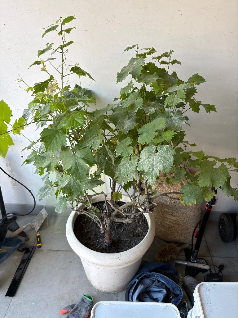 Druif, 2 stuks in pot, Tuin en Terras, Planten | Fruitbomen, Ophalen, Minder dan 100 cm, Overige soorten, In pot