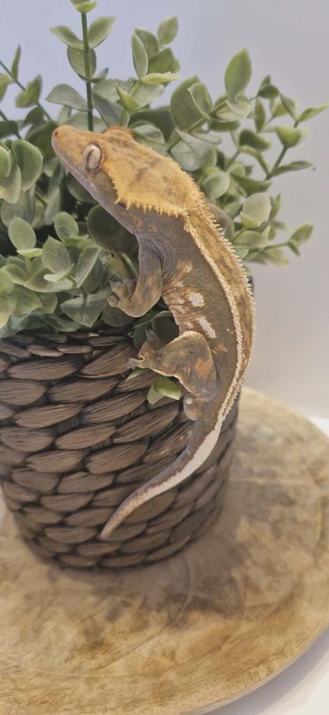 Wimper gecko man dark base tricolor pinstripe empty back, Dieren en Toebehoren, Reptielen en Amfibieën