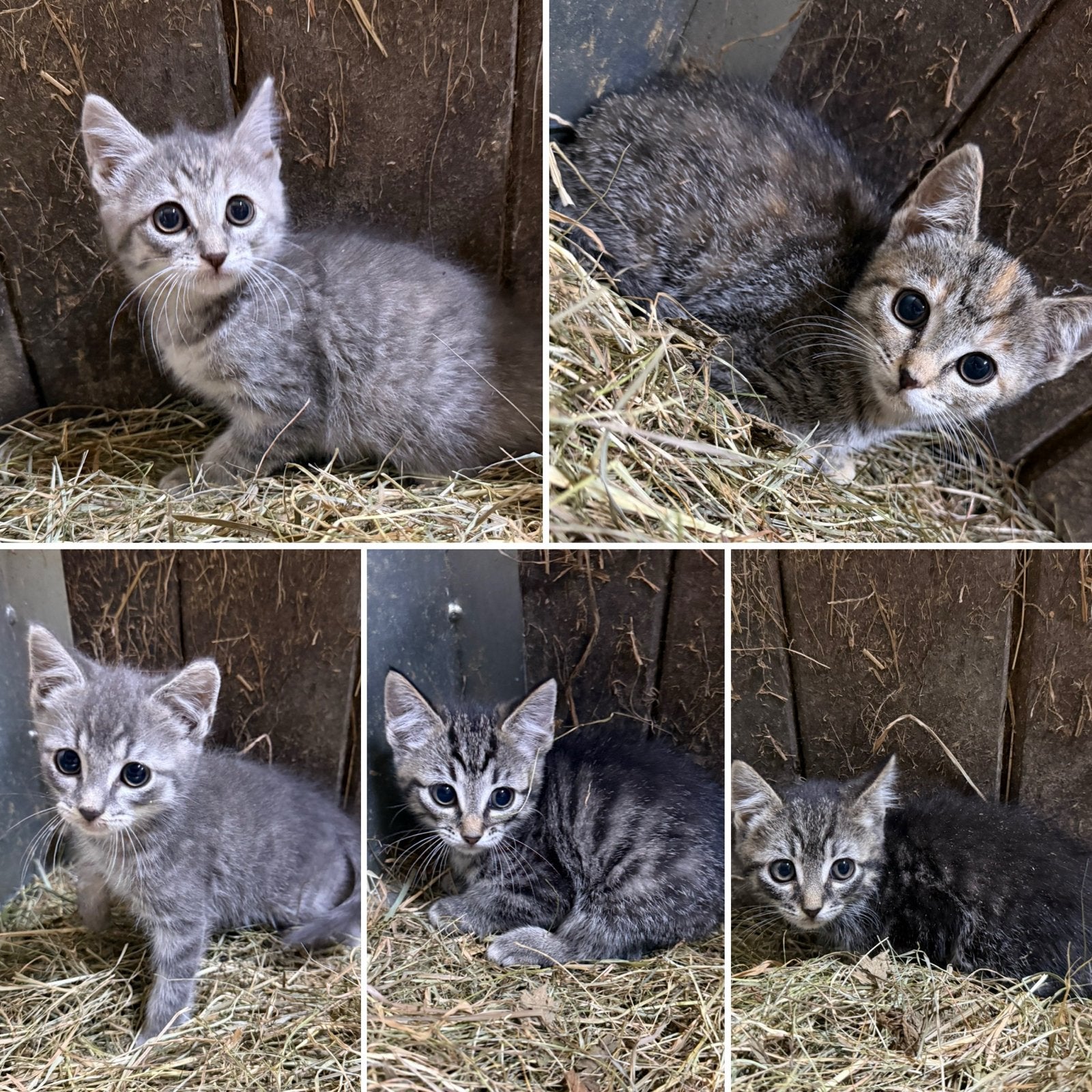 Lieve aanhankelijke kittens te koop, Dieren en Toebehoren, Meerdere dieren, Kortharig, 0 tot 2 jaar