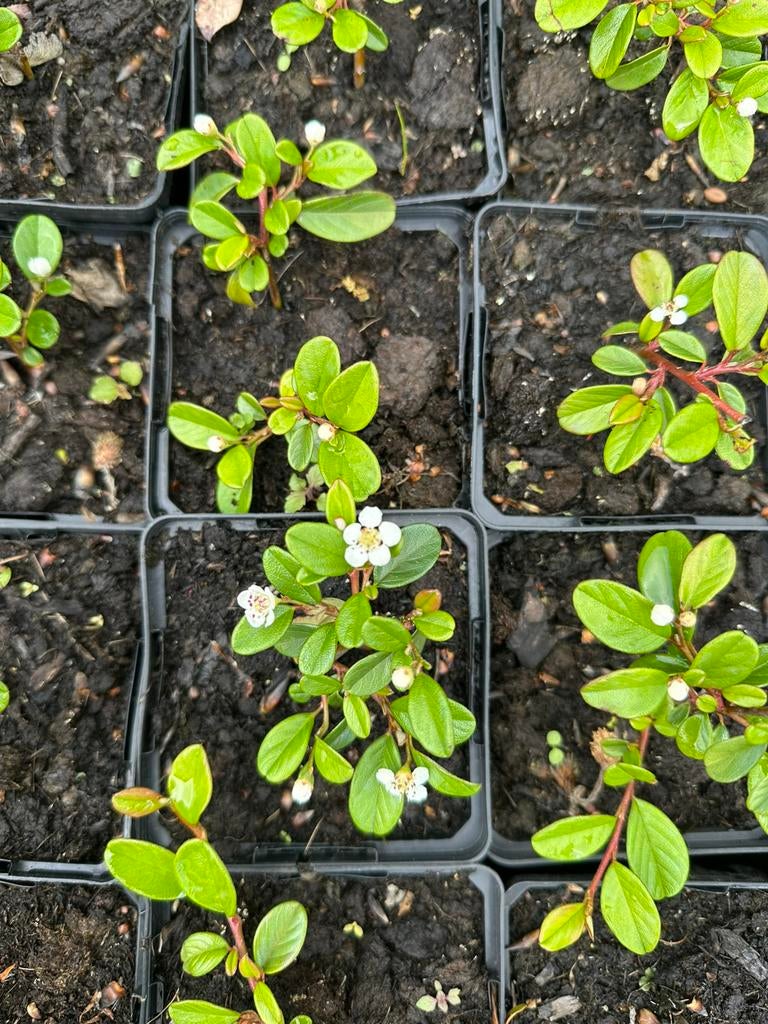 Cotoneaster dammerii, Tuin en Terras, Planten | Tuinplanten, Ophalen, Bodembedekkers, Vaste plant, Halfschaduw