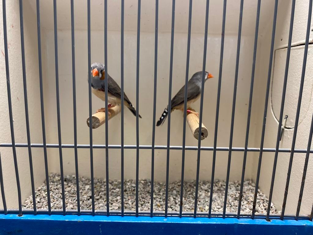 Koppel Timor Zebravinken, Meerdere dieren
