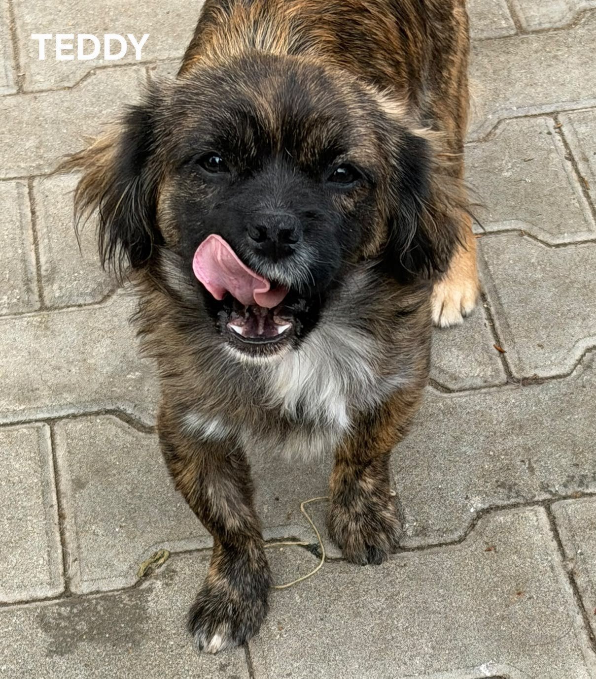 Teddy zoekt baasje, Particulier, Reu, 1 tot 2 jaar, Buitenland