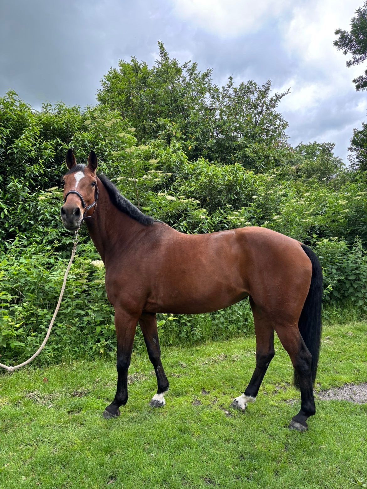 11 jarige merrie te koop, Dieren en Toebehoren, Paarden, Merrie, Springpaard, 11 jaar of ouder, 165 tot 170 cm