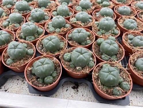 Cactus Lophophora Williamsii Caespitosa in potmaat 5,5cm, Ophalen of Verzenden, Minder dan 100 cm, Bloeiende kamerplant, Volle zon