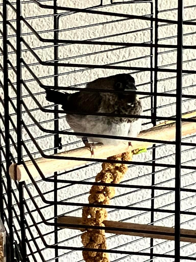 Huiskamer volière vogels, Dieren en Toebehoren, Vogels | Parkieten en Papegaaien, Meerdere dieren, Parkiet