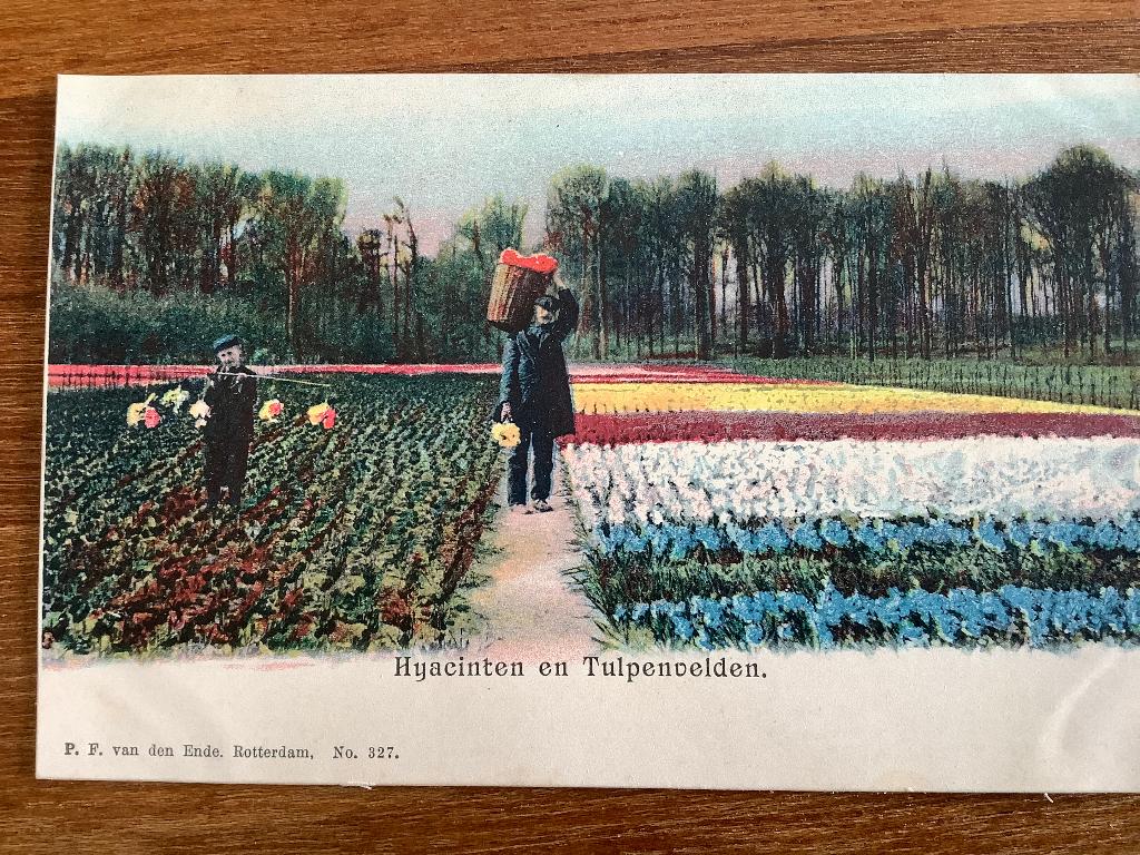 Bollenstreek, kleurrijke oogst, Ophalen of Verzenden, Voor 1920, Zuid-Holland