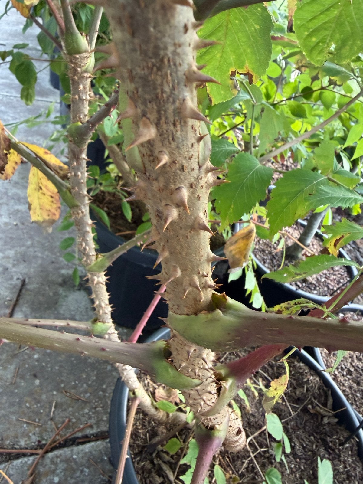 Duivelswandelstok (aralia elata) bijzonder soort!, Bloeit niet, 100 tot 250 cm, Volle zon, In pot
