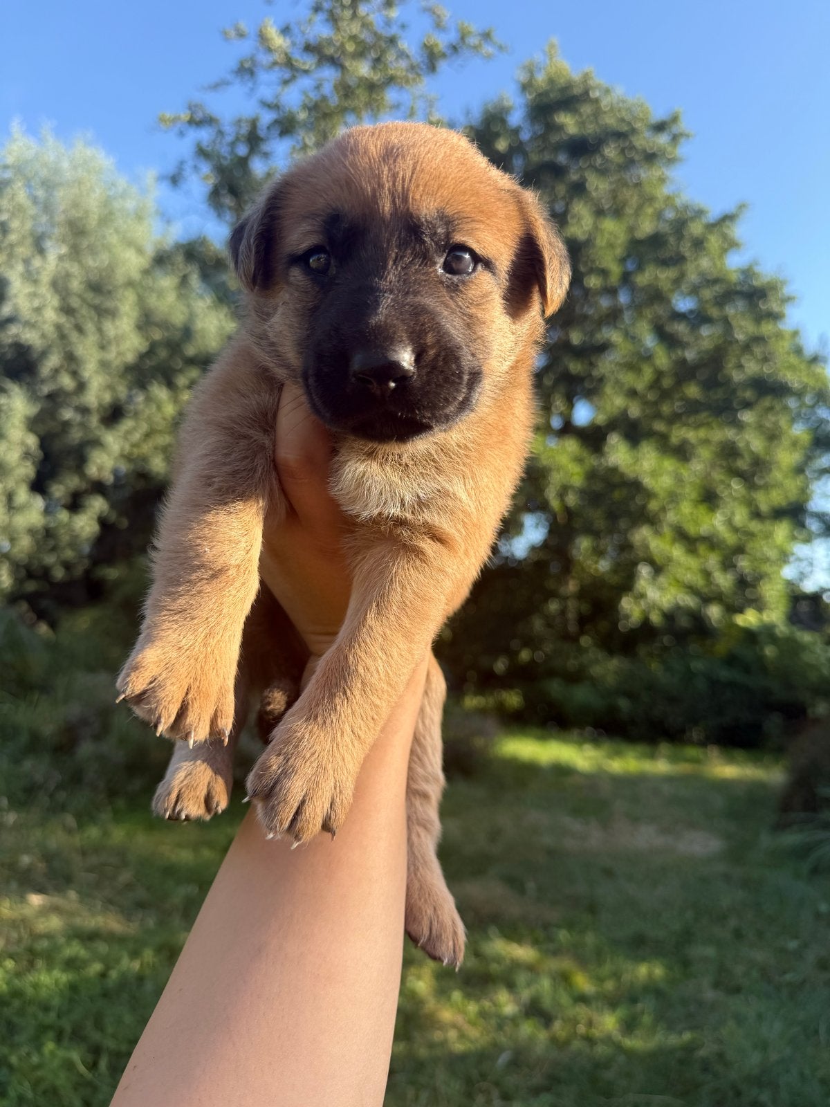 Lieve herderspups zijn op zoek naar hun gouden mandje, 8 tot 15 weken, Parvo, Meerdere, Meerdere dieren