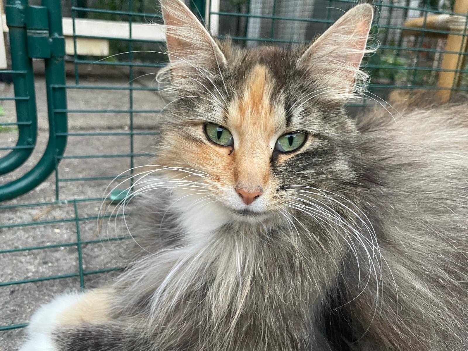 Noorse Boskat, Poes