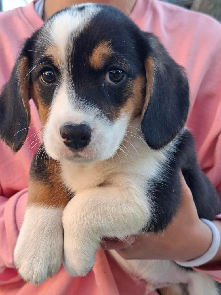 Uniek! Mooie Beagle / Basset x Welsh Corgi puppy's puppies, Parvo, Beagle, 8 tot 15 weken, Meerdere
