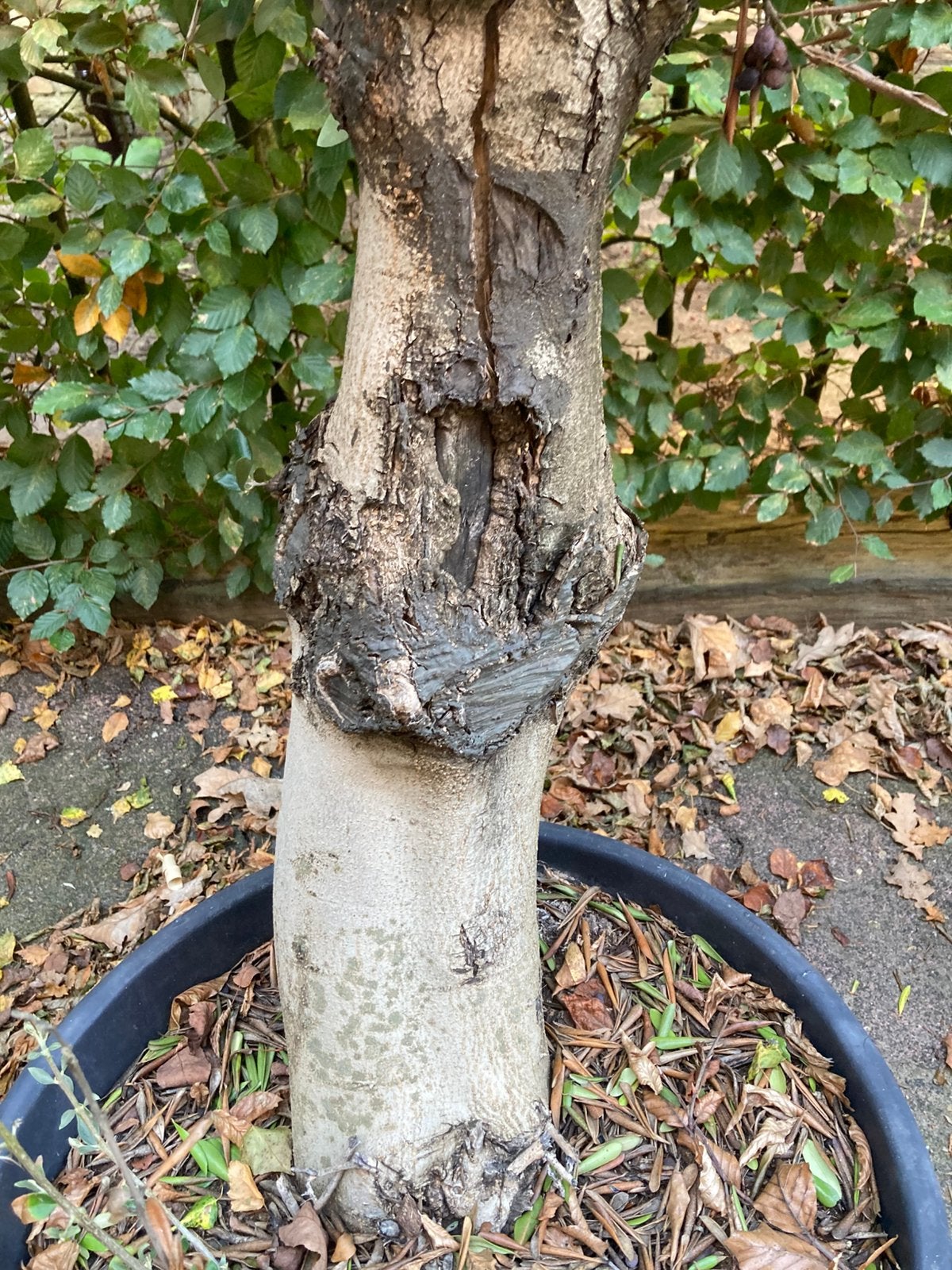 Dikke stam 180 cm hoge olijfboom, Ophalen of Verzenden