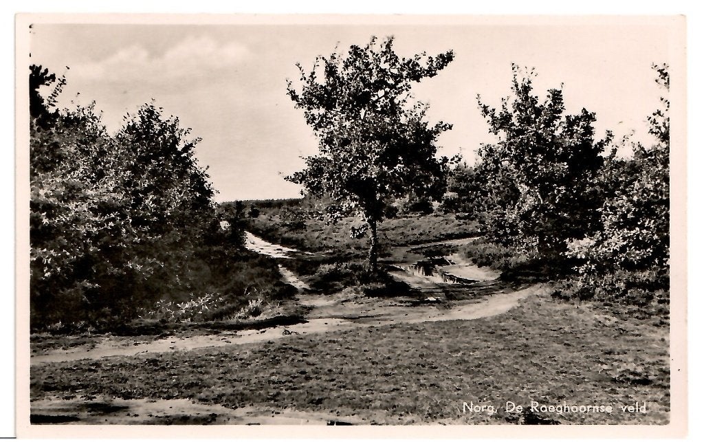 Norg - De Roeghoornse veld, Ophalen of Verzenden, Voor 1920, Ongelopen, Drenthe