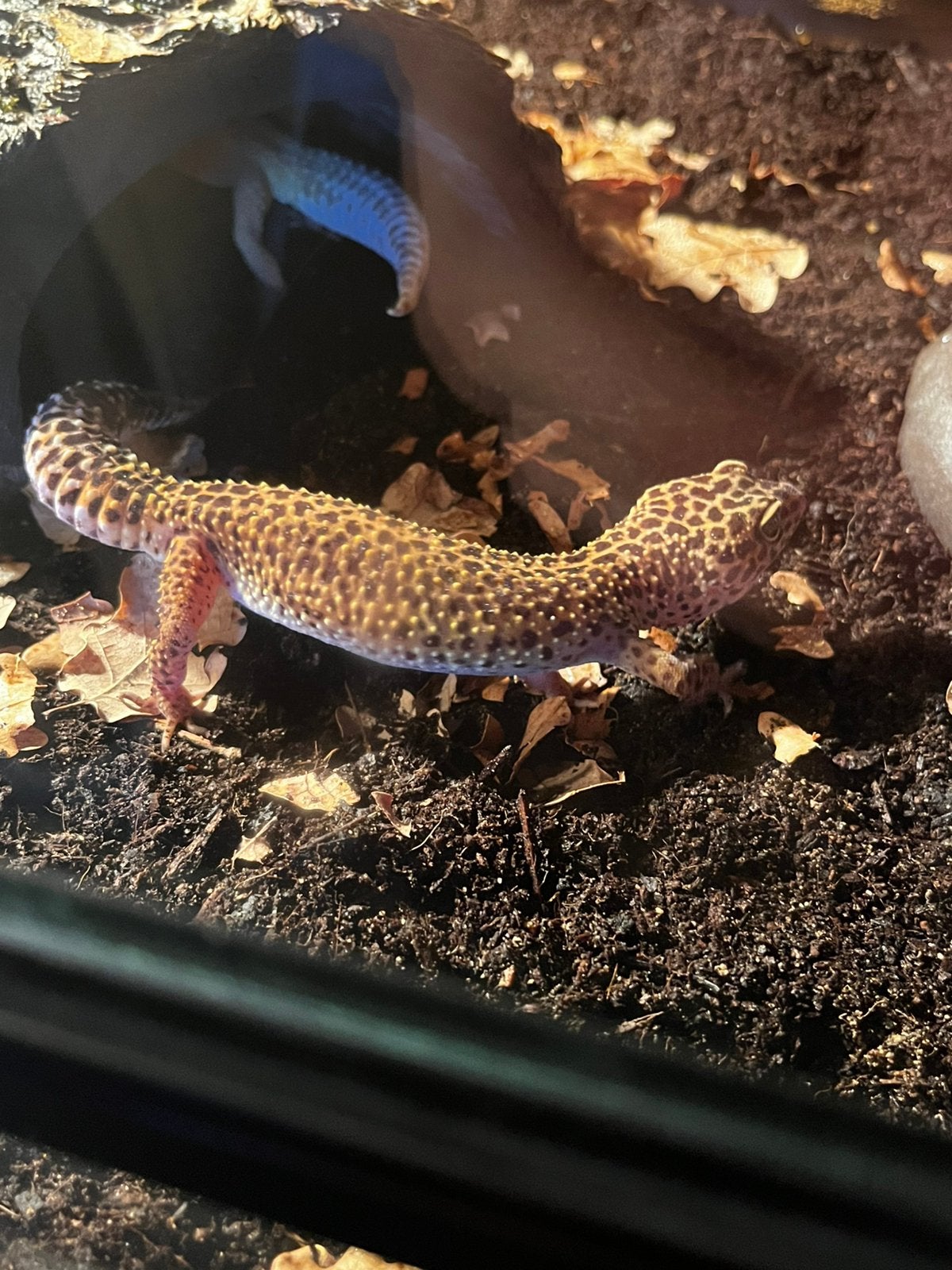Vrouwelijke Luipaardgekko Leopard Gecko photo 3