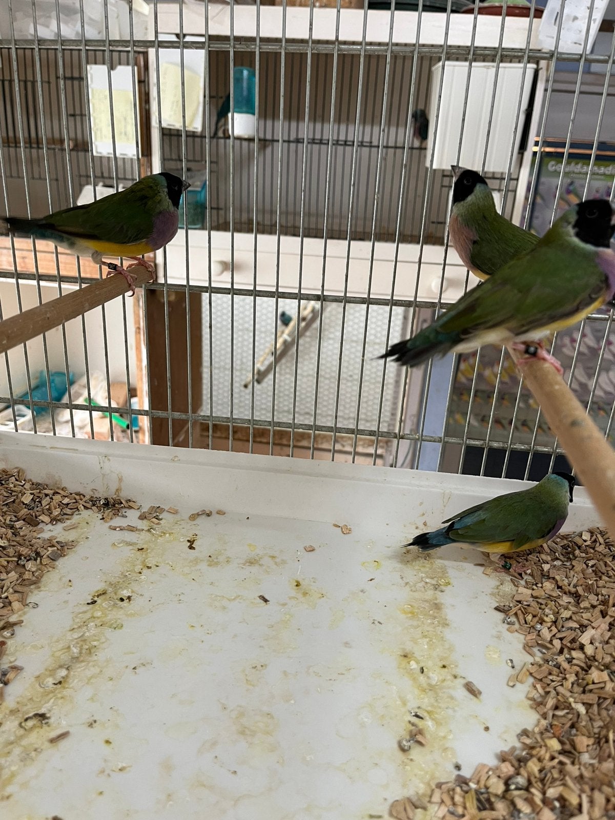 Gould amadine, Dieren en Toebehoren, Vrouwelijk