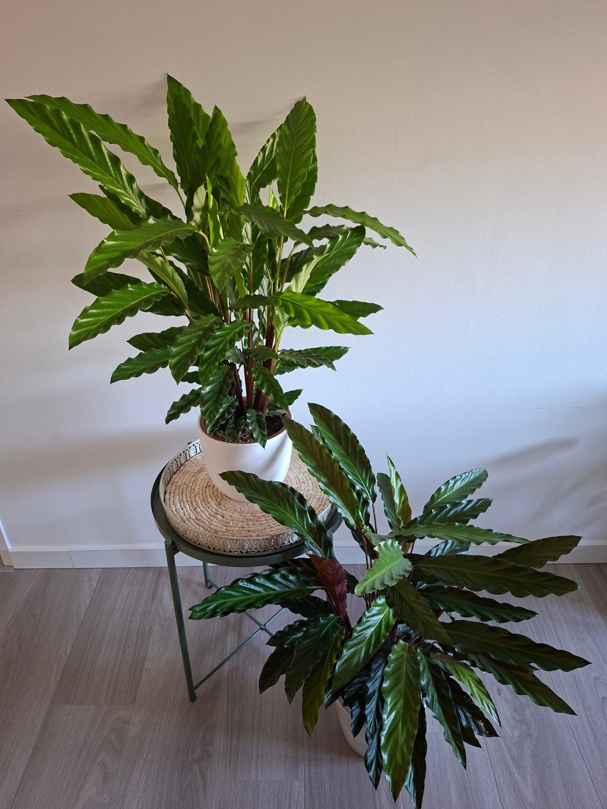 Groene kamerplanten plantenpot Calathea Rufibarba, Ophalen, Overige soorten, Halfschaduw, In pot