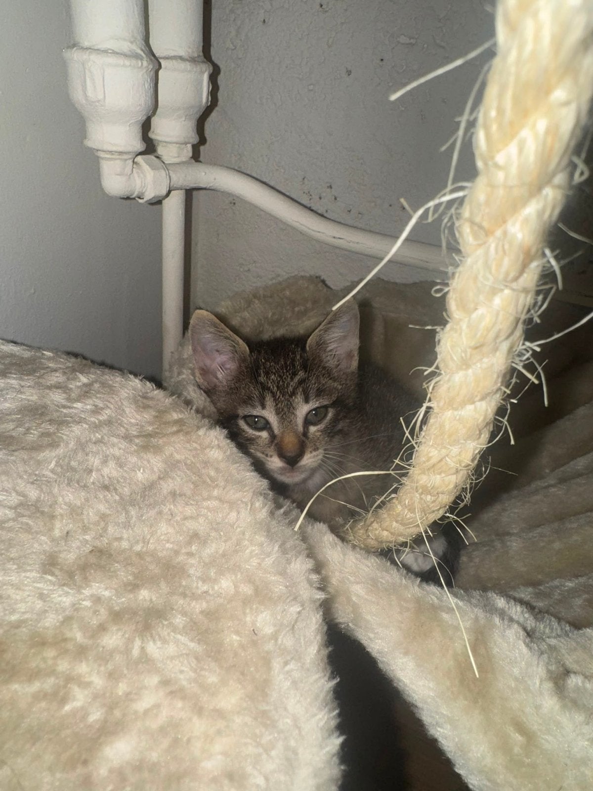 Lieve kitten, Poes, Kortharig, 0 tot 2 jaar