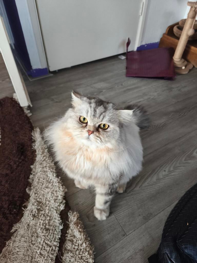 Te koop: lieve kater (12 manden oud), Dieren en Toebehoren, Katten en Kittens | Raskatten | Langhaar, Kater