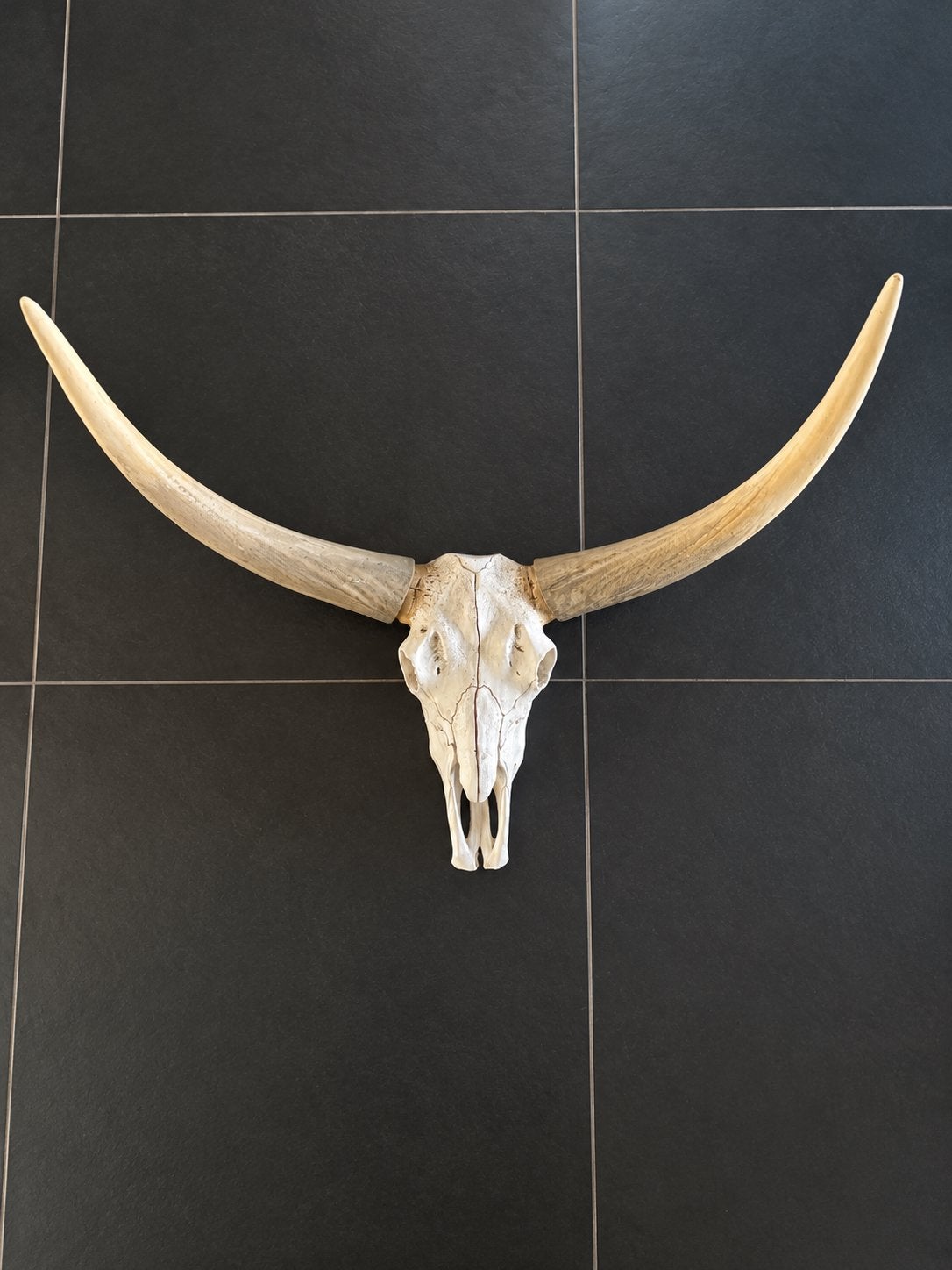 Decoratieve schedel met hoorns, Ophalen, Gebruikt, Kunststof, Wit