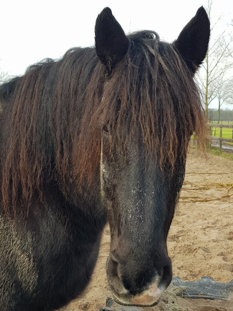 Lieve cruzado ruin te koop, Dieren en Toebehoren, Gechipt, Ruin, Zadelmak, 160 tot 165 cm