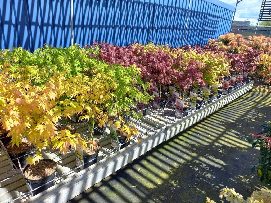 Acer ofwel Japanse Esdoorn vanaf €17,50, Tuin en Terras, Planten | Bomen, Overige soorten, 100 tot 250 cm, Halfschaduw, Bloeit niet
