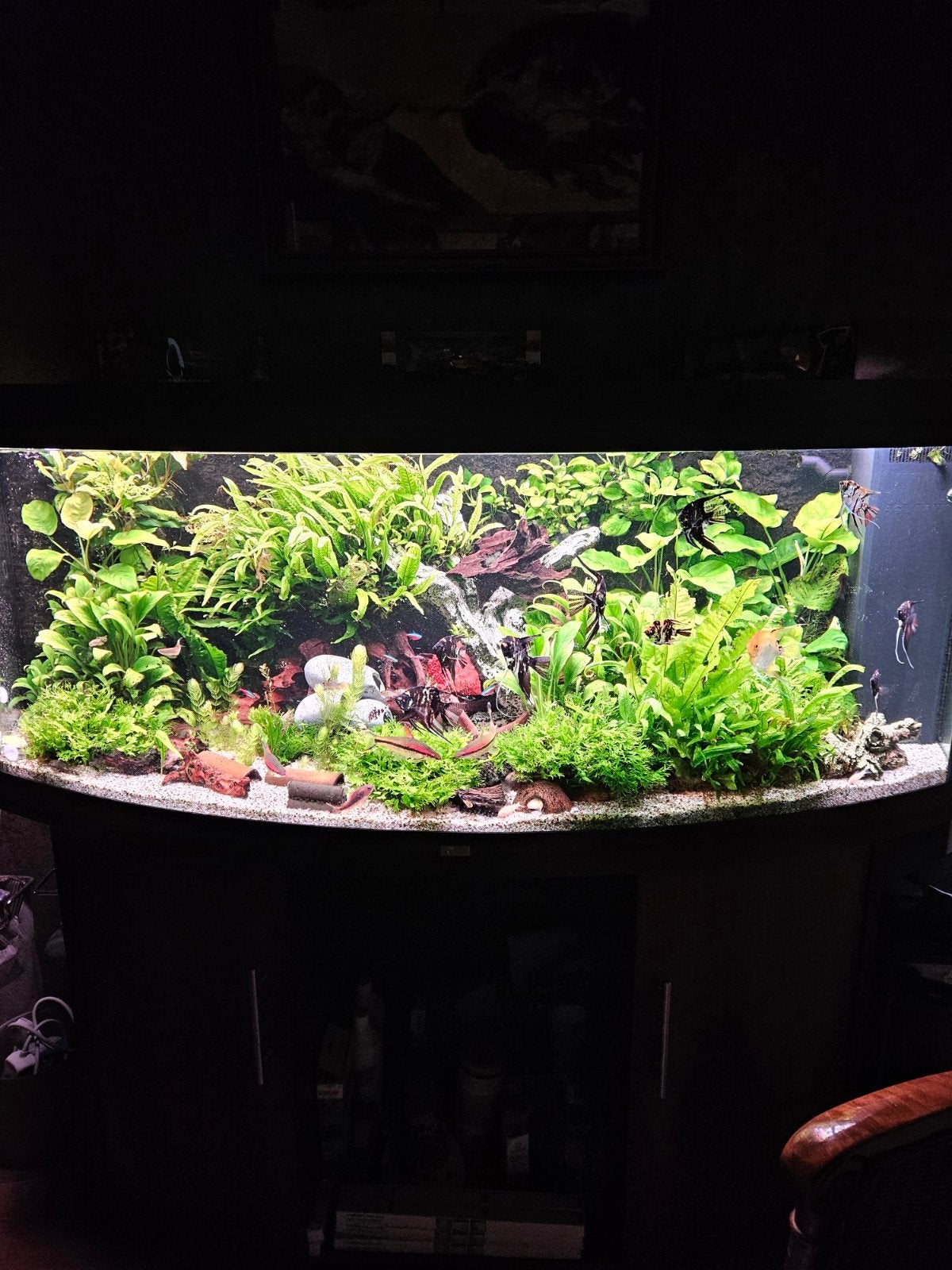 schitterend goed onderhouden aquarium, Ophalen, Juwel, Inclusief deksel, Gevuld zoetwateraquarium