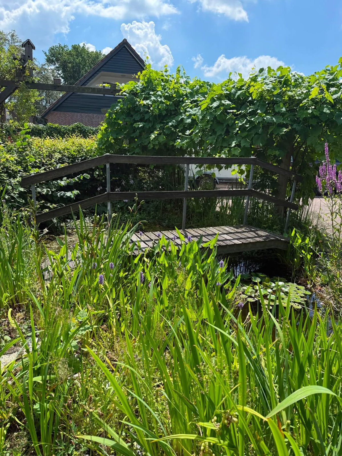 Metalen / houten brug /vijver, Tuin en Terras, Ophalen of Verzenden, Bloeit niet, Overige soorten, Volle zon