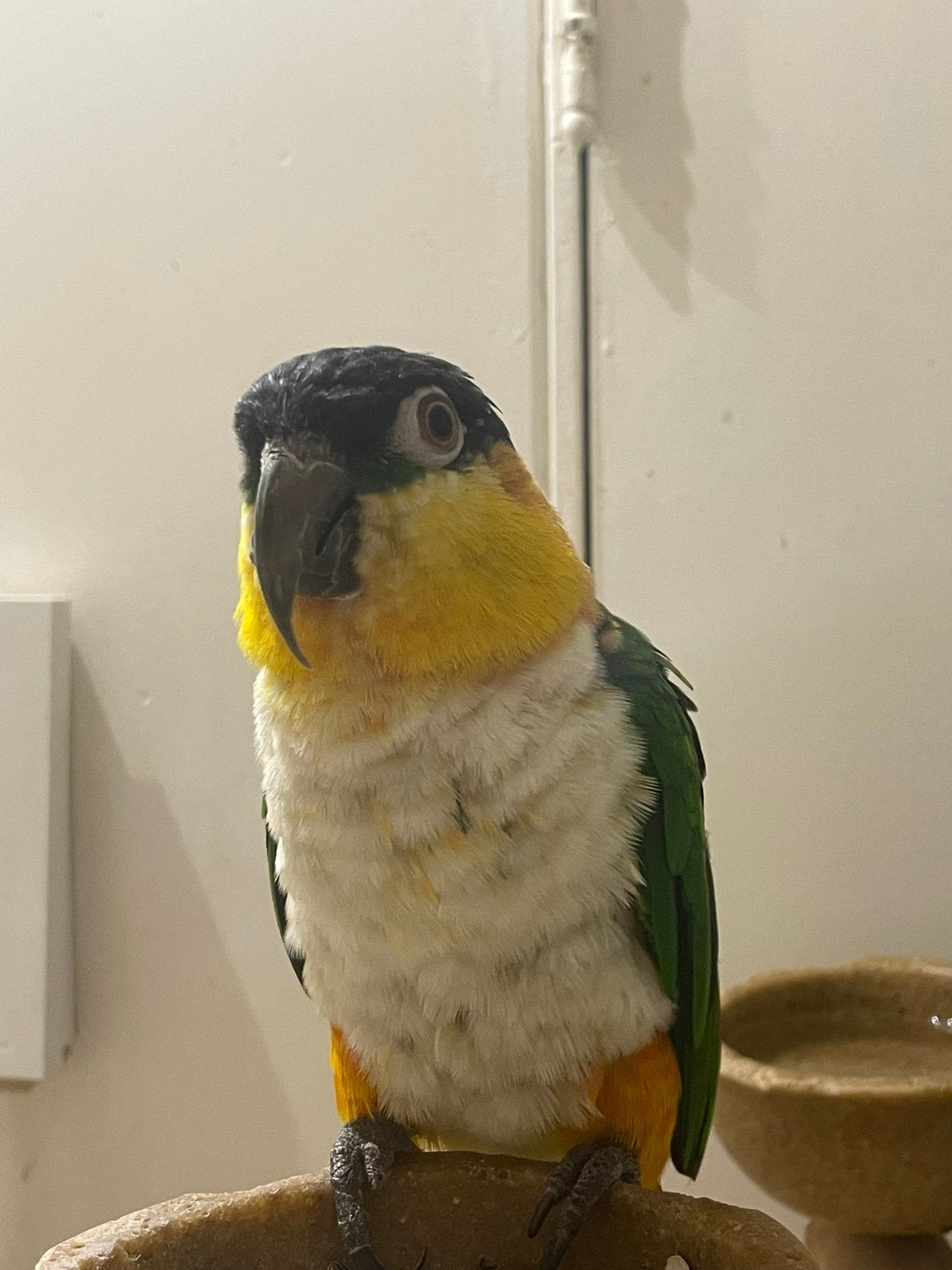 zwartkop caique tam, Mannelijk, Papegaai, Geringd
