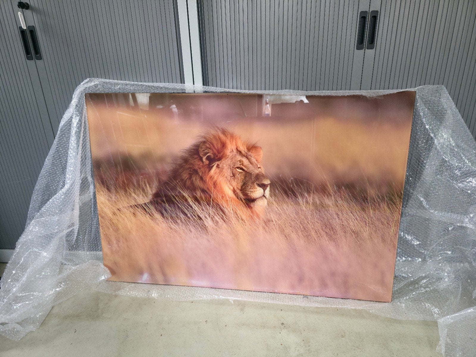 Groot plexiglas schilderij leeuw, Ophalen of Verzenden, Zo goed als nieuw, Schilderij, 100 tot 125 cm