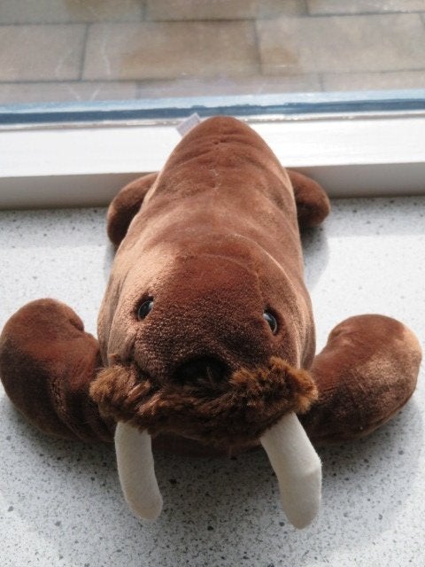 Walrus zeerob Sunkid ca 34 cm bruin velours + witte tanden, Overige typen, Wasbaar, Ophalen of Verzenden, Zo goed als nieuw