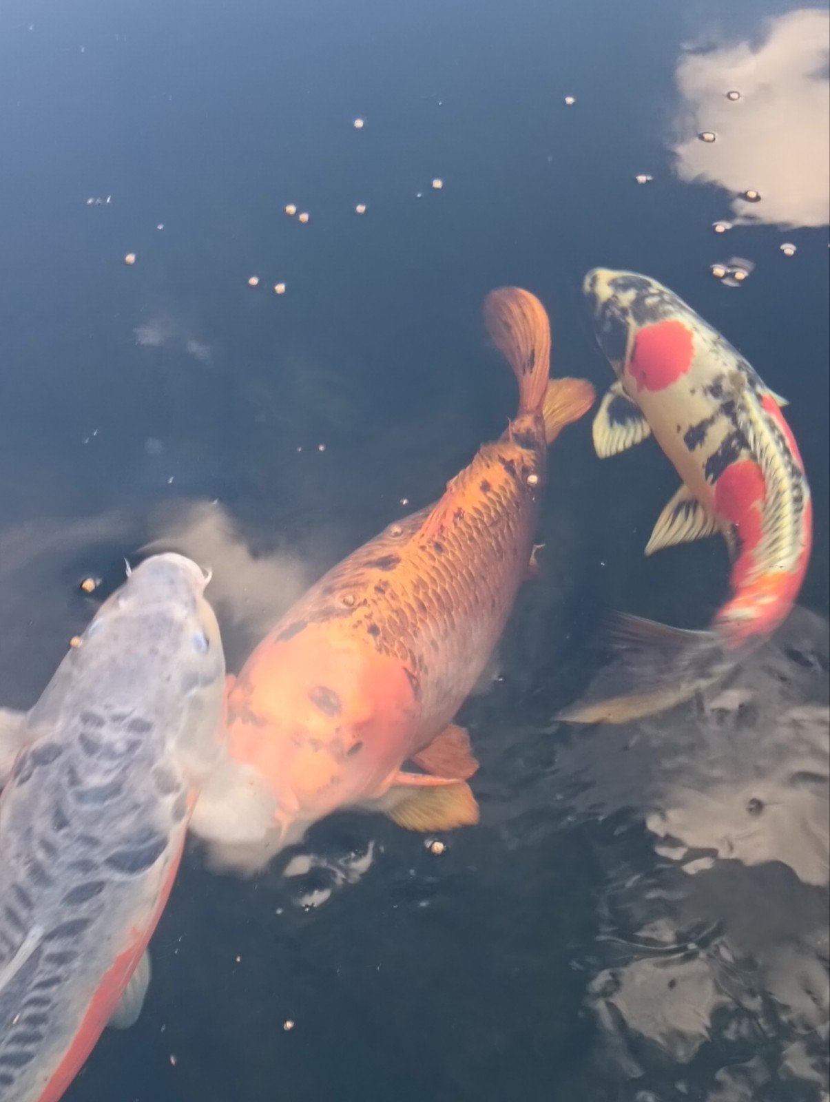 Japanse koi, Dieren en Toebehoren, Karper of Koi