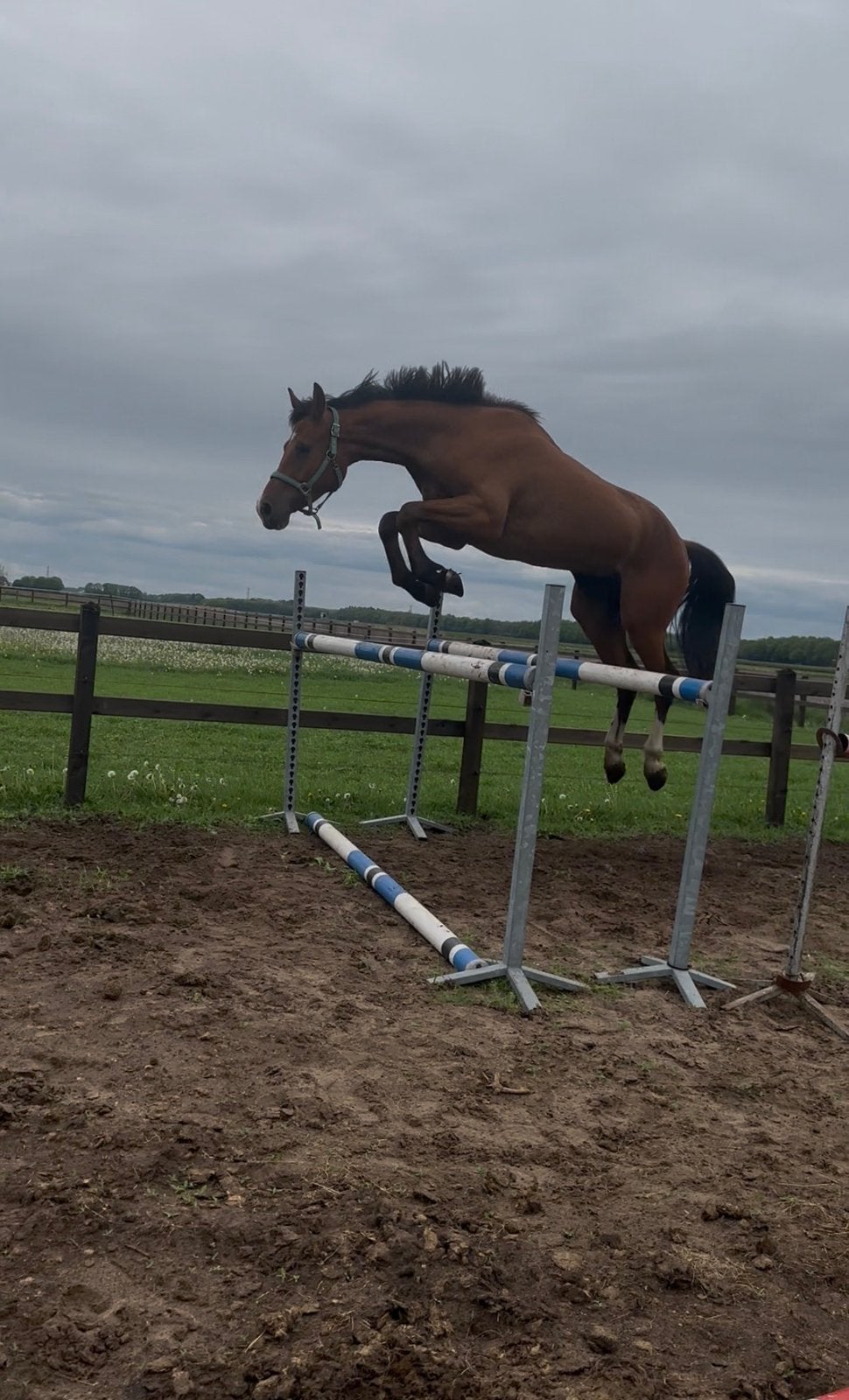 4 jarige ruin, Dieren en Toebehoren, Paarden, Ruin, Dressuurpaard, 3 tot 6 jaar