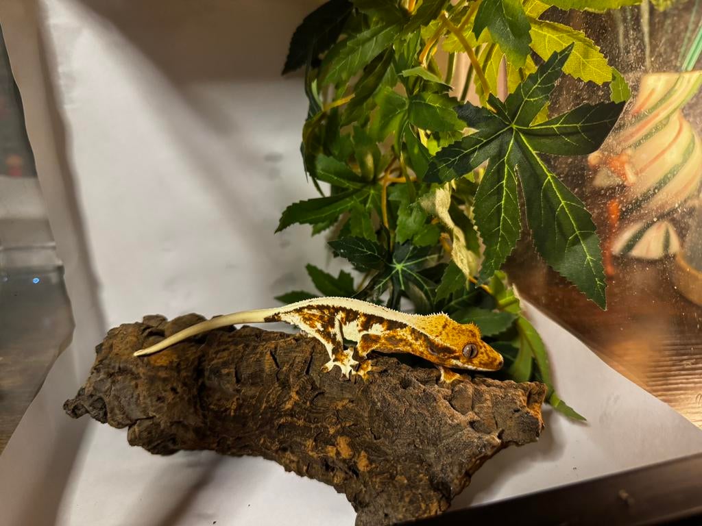 0.1 Lily White Wimpergekko, Hagedis, Tam, 0 tot 2 jaar