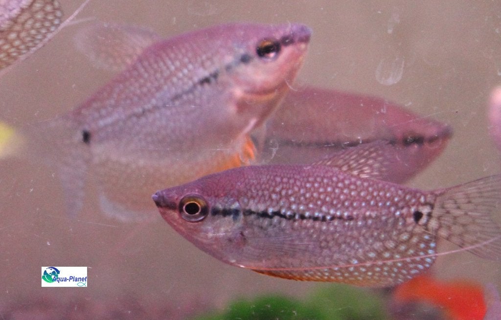 Diamant Gourami (Augustus Actie!!! €5,- pst), Vis, Zoetwatervis