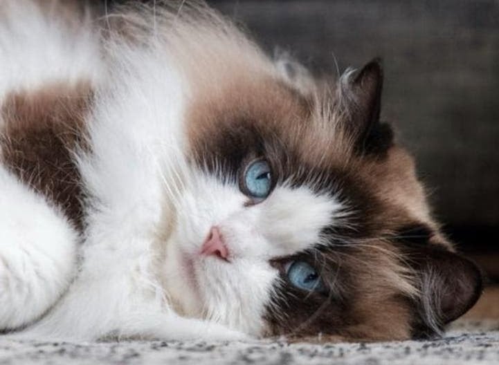 Dekkater ragdoll beer, Kater, Ontwormd